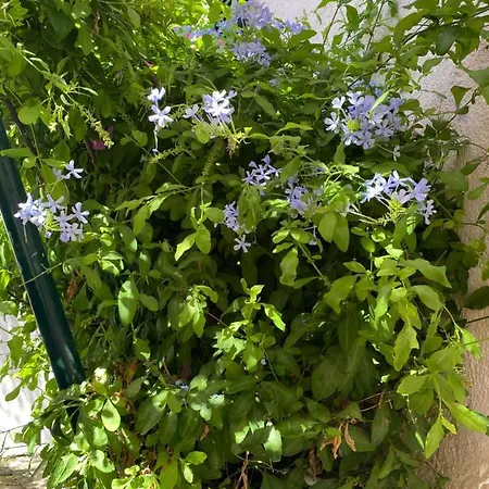 Daire Casa Buganvilla