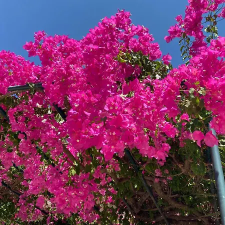 Casa Buganvilla Apartmán Minia