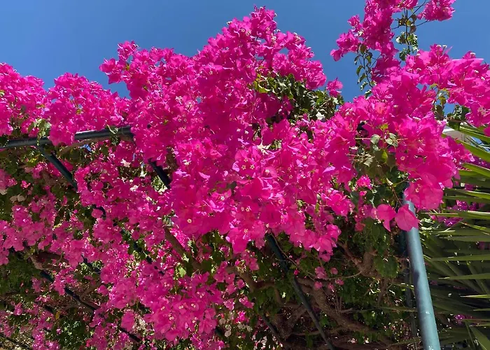 Casa Buganvilla Διαμέρισμα Μηνιά