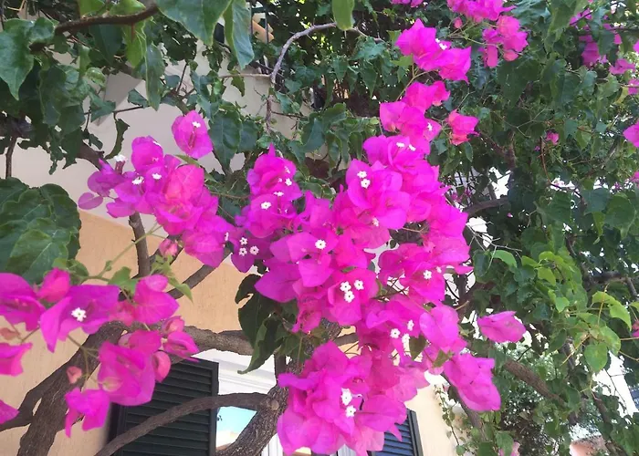 Casa Buganvilla Διαμέρισμα *